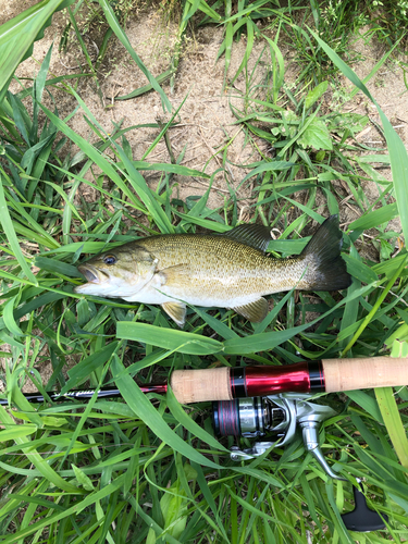 スモールマウスバスの釣果