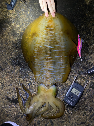 アオリイカの釣果