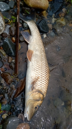 ニゴイの釣果