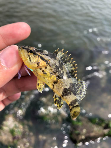 タケノコメバルの釣果