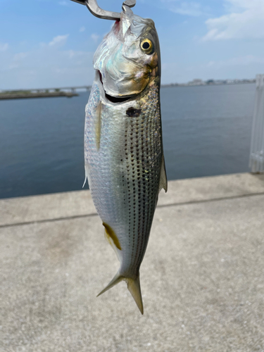 コノシロの釣果