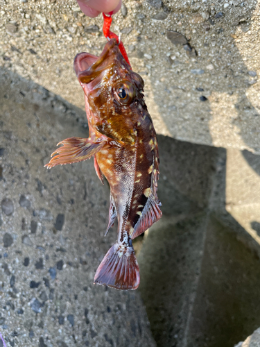 カサゴの釣果