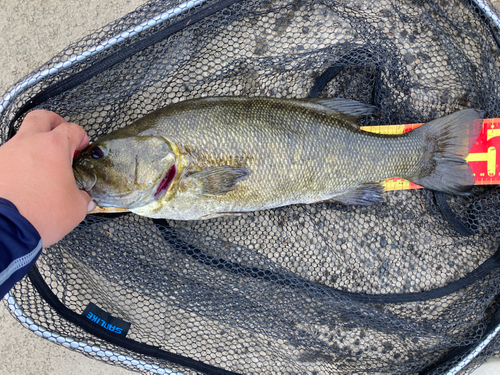 スモールマウスバスの釣果