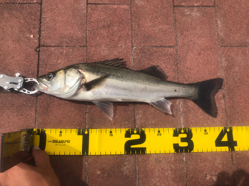 シーバスの釣果