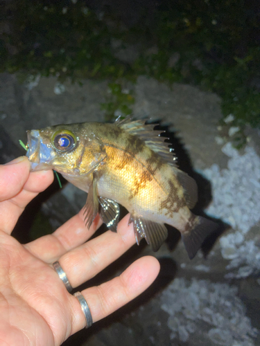 メバルの釣果