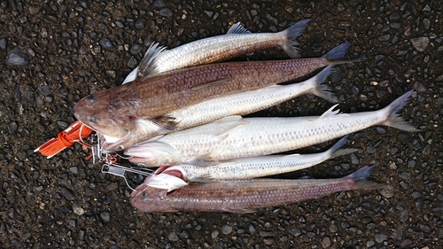 エソの釣果