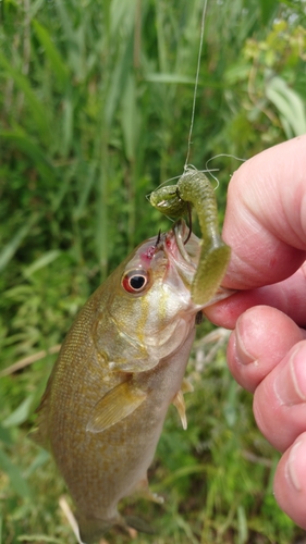 スモールマウスバスの釣果