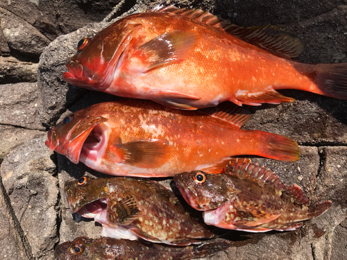 アカハタの釣果