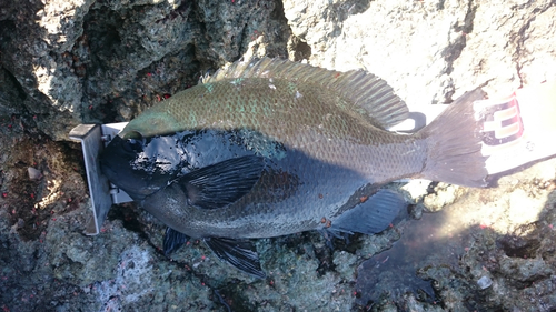 クチブトグレの釣果