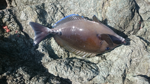 ニザダイの釣果