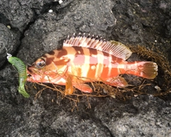 アカハタの釣果