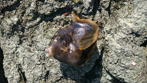 カワハギの釣果