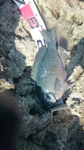 クチブトグレの釣果