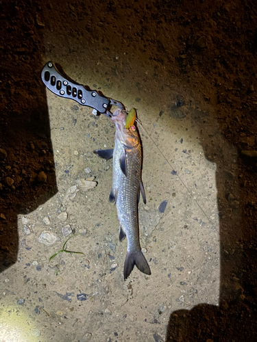 ニゴイの釣果