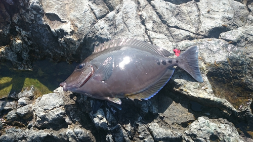 ニザダイの釣果