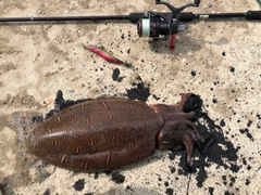 モンゴウイカの釣果