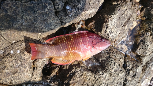 イソベラの釣果