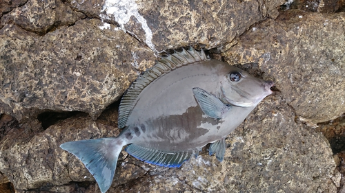 ニザダイの釣果