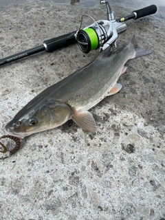 ウグイの釣果