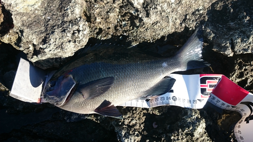 クチブトグレの釣果