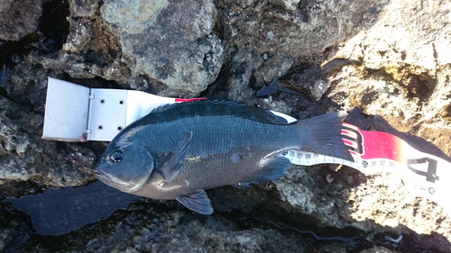 クチブトグレの釣果