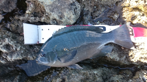 クチブトグレの釣果