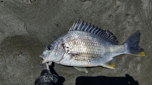 キビレの釣果