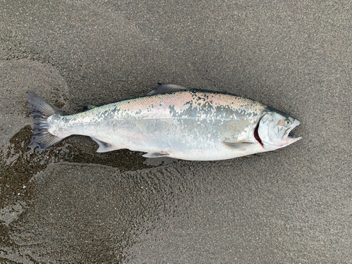 サクラマスの釣果