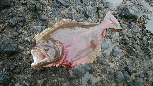 ヒラメの釣果