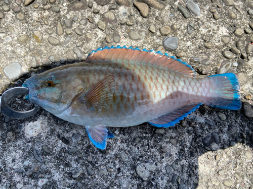 アオブダイの釣果