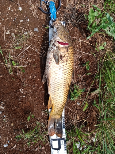 コイの釣果