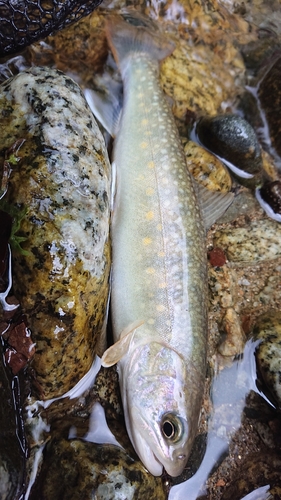 イワナの釣果