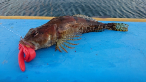 アサヒアナハゼの釣果