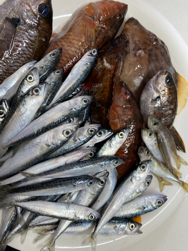 サバの釣果