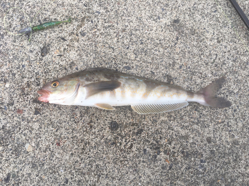 ホッケの釣果