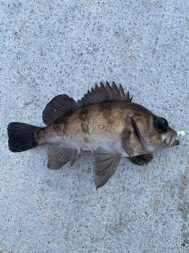 メバルの釣果