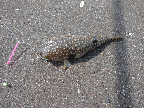 フグの釣果