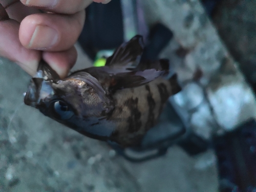 メバルの釣果