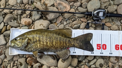 スモールマウスバスの釣果