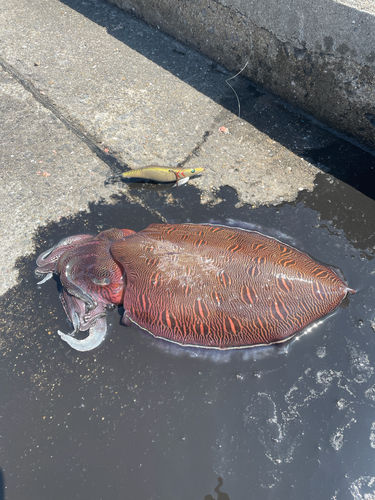 モンゴウイカの釣果