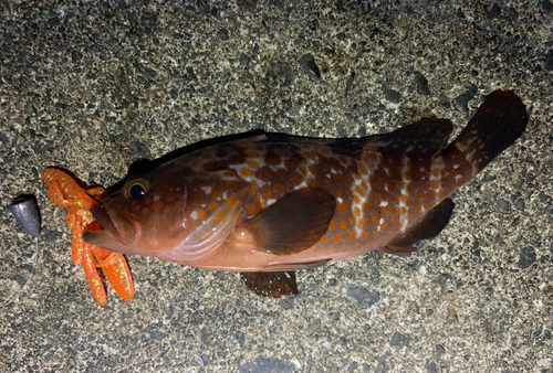 キジハタの釣果