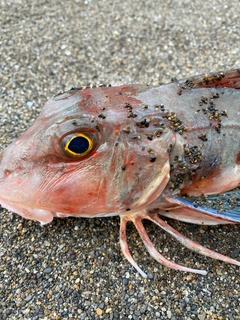 ホウボウの釣果