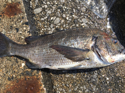 クロダイの釣果