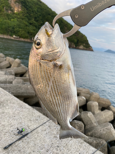 ヘダイの釣果