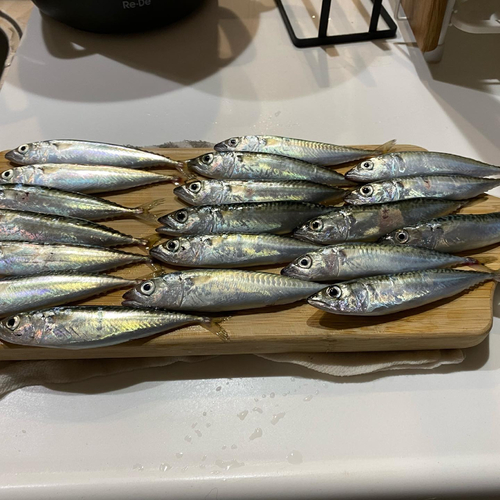 サバの釣果