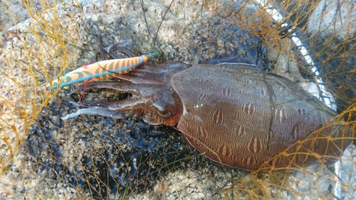 コウイカの釣果