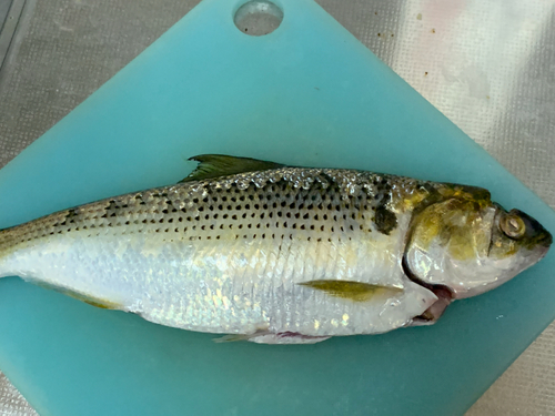 コノシロの釣果