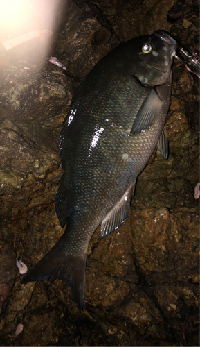 オナガグレの釣果