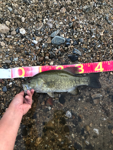 スモールマウスバスの釣果