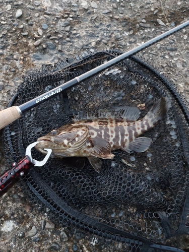 チャイロマルハタの釣果